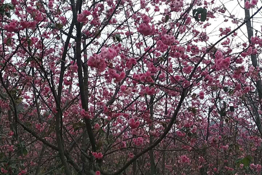 桃花谷雨中晨景 - 靖西市·靖西网