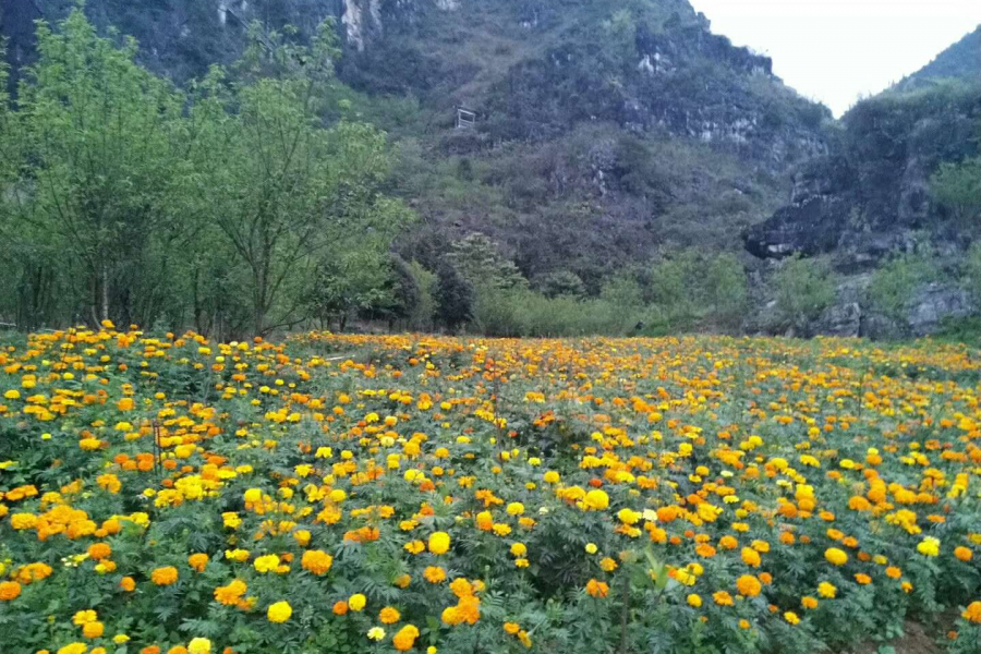 桃花谷雨中晨景 - 靖西市·靖西网