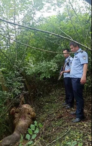 龙临一疯牛撞伤主人四处乱窜 警方果断击毙消除隐患 - 靖西市·靖西网