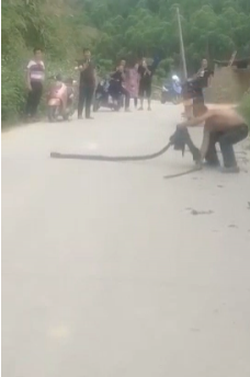 危险！平果大叔徒手抓毒蛇 - 靖西市·靖西网