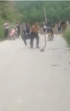 危险！平果大叔徒手抓毒蛇 - 靖西市·靖西网