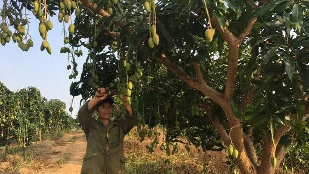 百色果农注意！没熟的芒果不可摘，违规采摘被拉入黑名单！ - 靖西市·靖西网