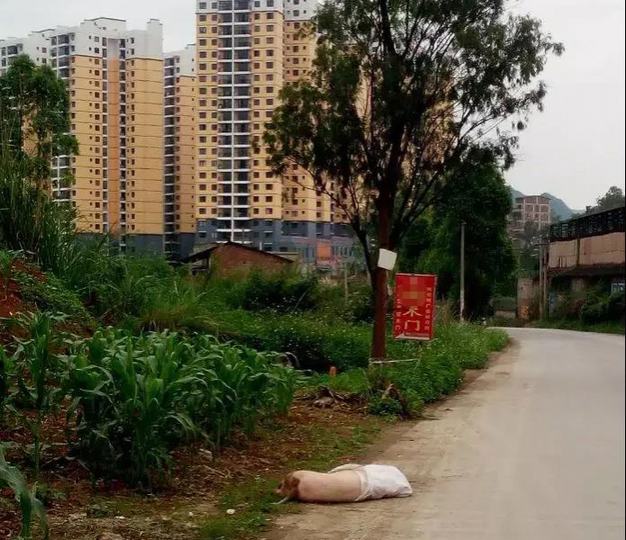 平果一小区附近乱丢死猪尸体，恶心至极！ - 靖西市·靖西网