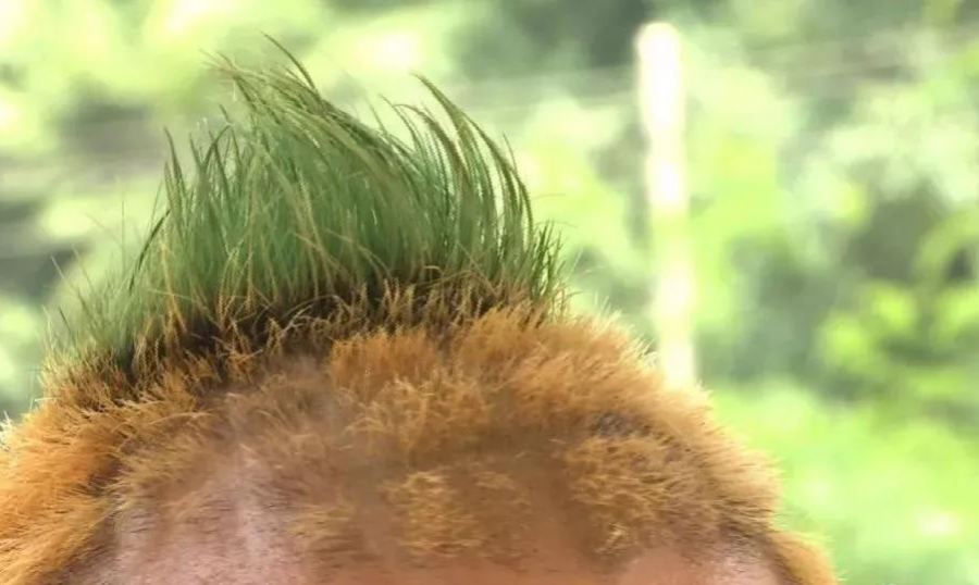 街头惊现网红菠萝头，他剪个菠萝头卖菠萝“红”了 - 靖西市·靖西网