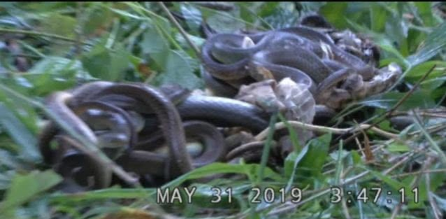 靖西放生一批缴获到的毒蛇，加强保护野生动物 - 靖西市·靖西网