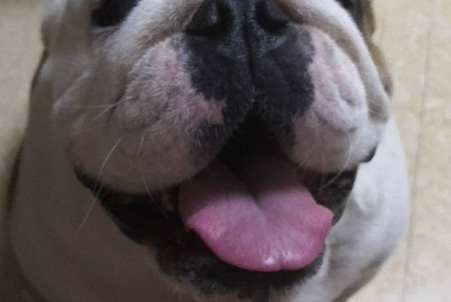 壹出闹剧 - 靖西市·靖西网