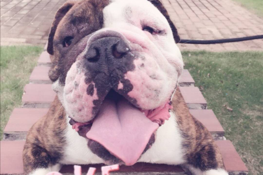 壹出闹剧 - 靖西市·靖西网