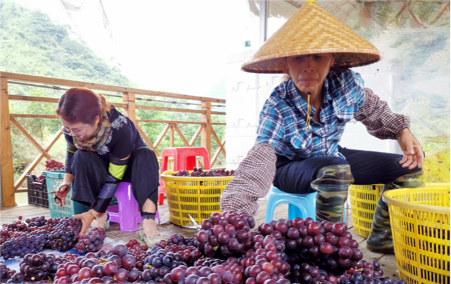 靖西市化峒镇葡萄成熟了 - 靖西市·靖西网