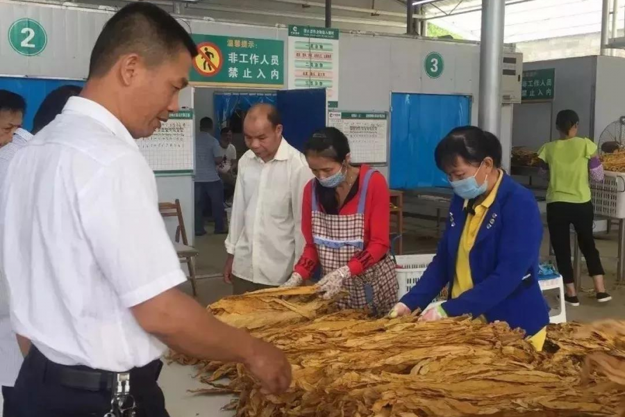 靖西：集中力量解决“两不愁、三保障”问题，计划今年脱贫3.45万人 - 靖西市·靖西网