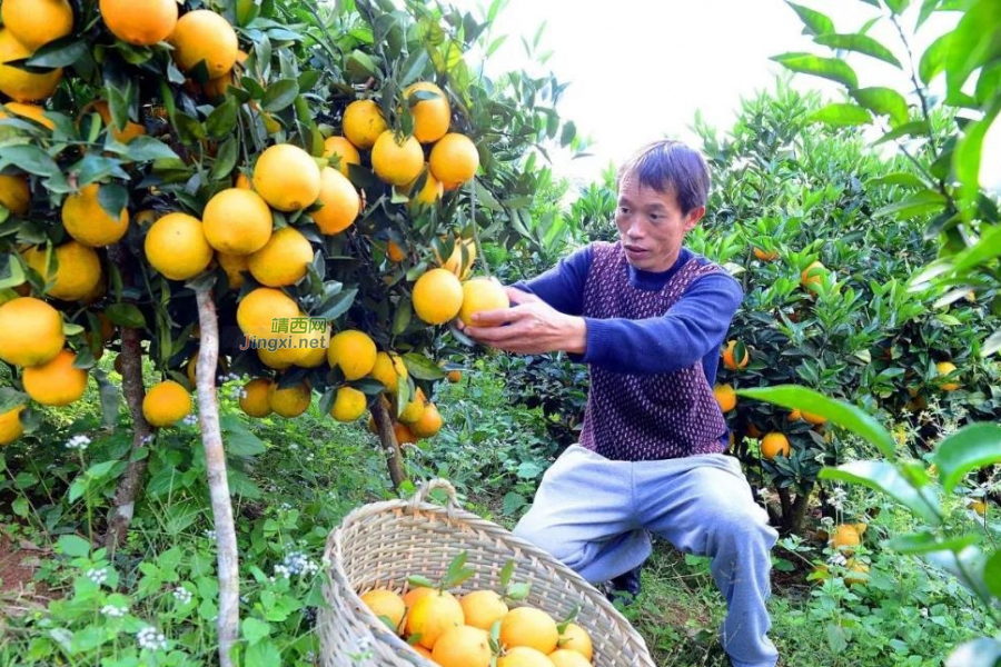 靖西：集中力量解决“两不愁、三保障”问题，计划今年脱贫3.45万人 - 靖西市·靖西网