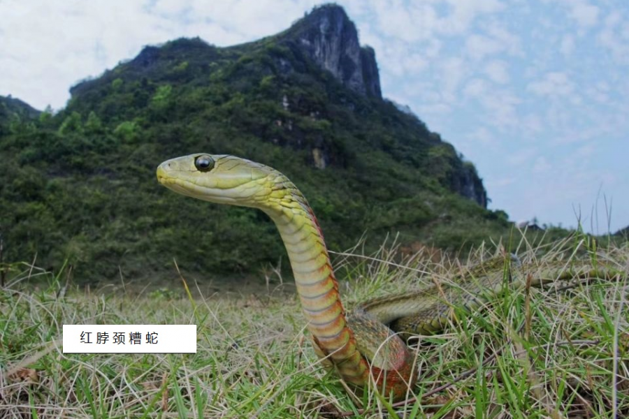 请保护龙潭湿地自然生物 - 靖西市·靖西网