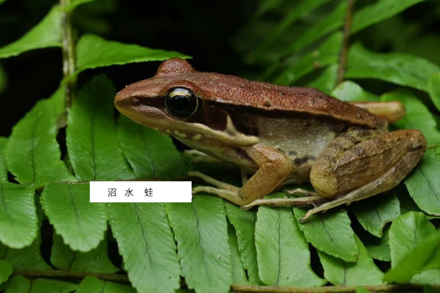 请保护龙潭湿地自然生物 - 靖西市·靖西网