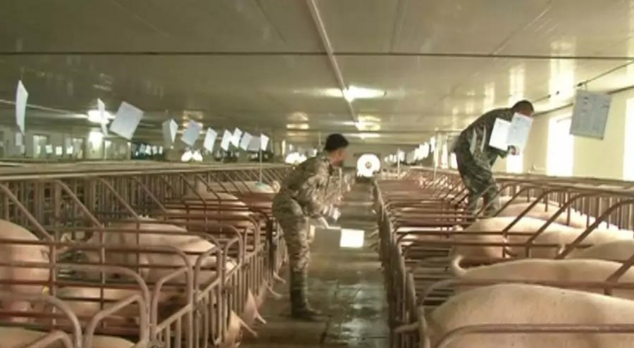 靖西：东西部协作聚焦村集体经济促发展 - 靖西市·靖西网