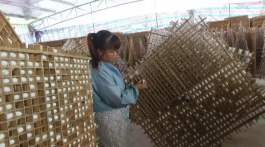 靖西：东西部协作聚焦村集体经济促发展 - 靖西市·靖西网