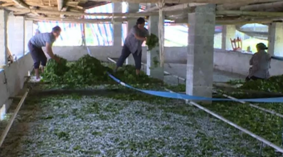 靖西：东西部协作聚焦村集体经济促发展 - 靖西市·靖西网