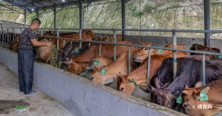 靖西：东西部协作聚焦村集体经济促发展 - 靖西市·靖西网