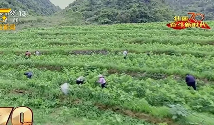 靖西南坡亮相《<共和国发展成就巡礼>广西篇》 - 靖西市·靖西网