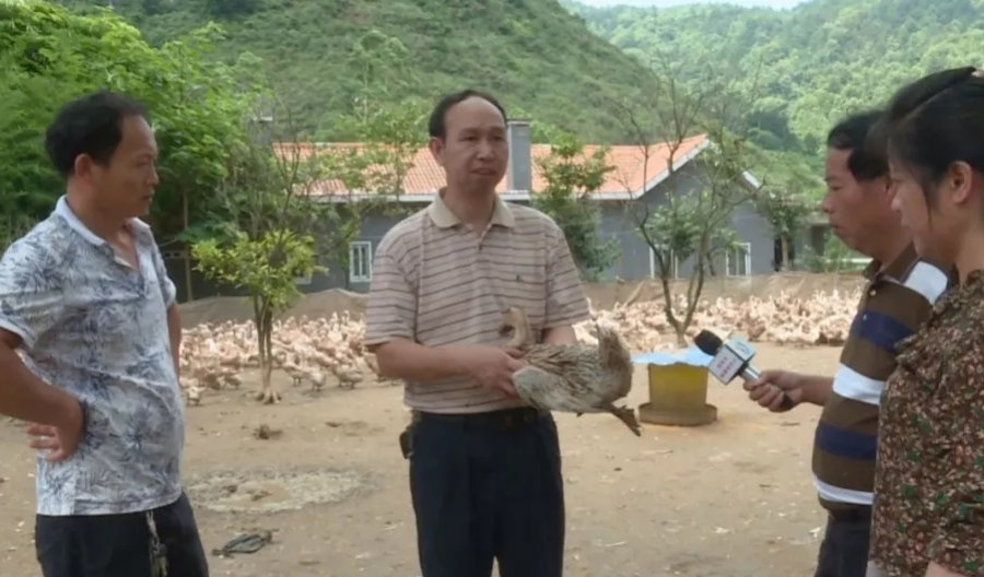 最美科技工作者——莫明文：靖西畜牧科技普及推广的带头人 - 靖西市·靖西网