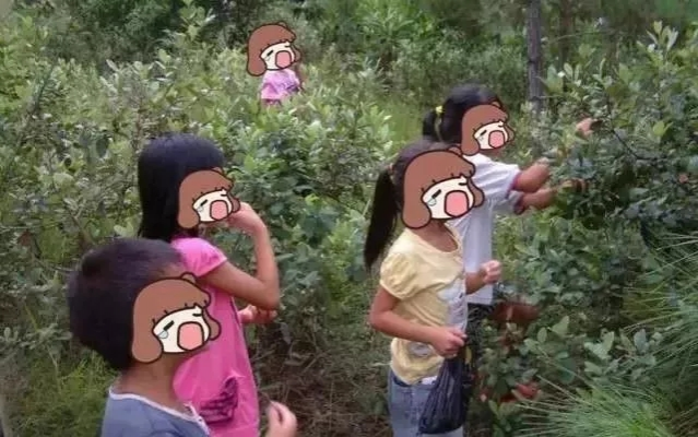 靖西野果季，这种如今身价暴涨！你多久没吃了？ - 靖西市·靖西网