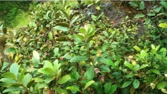 靖西野果季，这种如今身价暴涨！你多久没吃了？ - 靖西市·靖西网