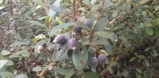 靖西野果季，这种如今身价暴涨！你多久没吃了？ - 靖西市·靖西网