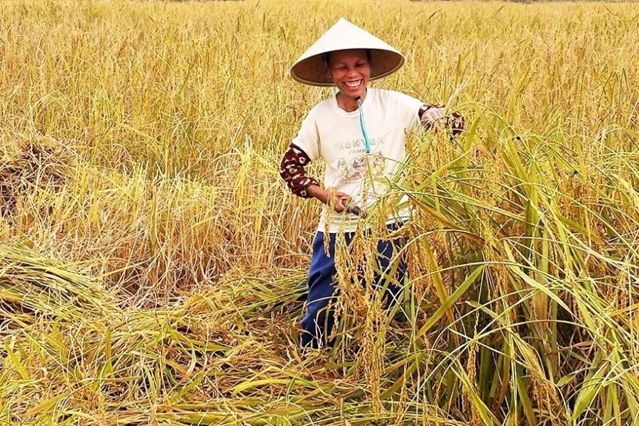 靖西市打造山区“四园”助推群众脱贫致富 - 靖西市·靖西网