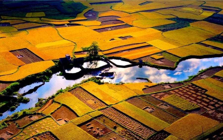 靖西市打造山区“四园”助推群众脱贫致富 - 靖西市·靖西网