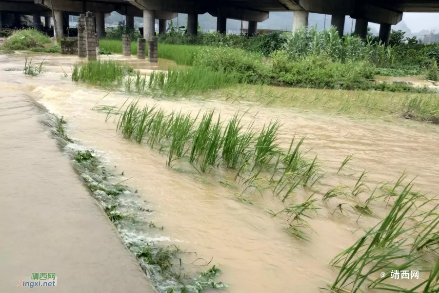 被大雨摧残过后的稻田 - 靖西市·靖西网