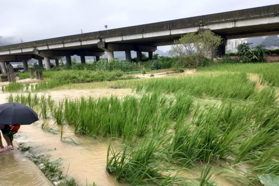 被大雨摧残过后的稻田 - 靖西市·靖西网