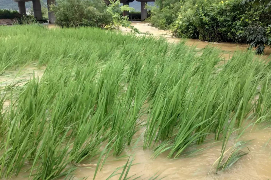 被大雨摧残过后的稻田 - 靖西市·靖西网