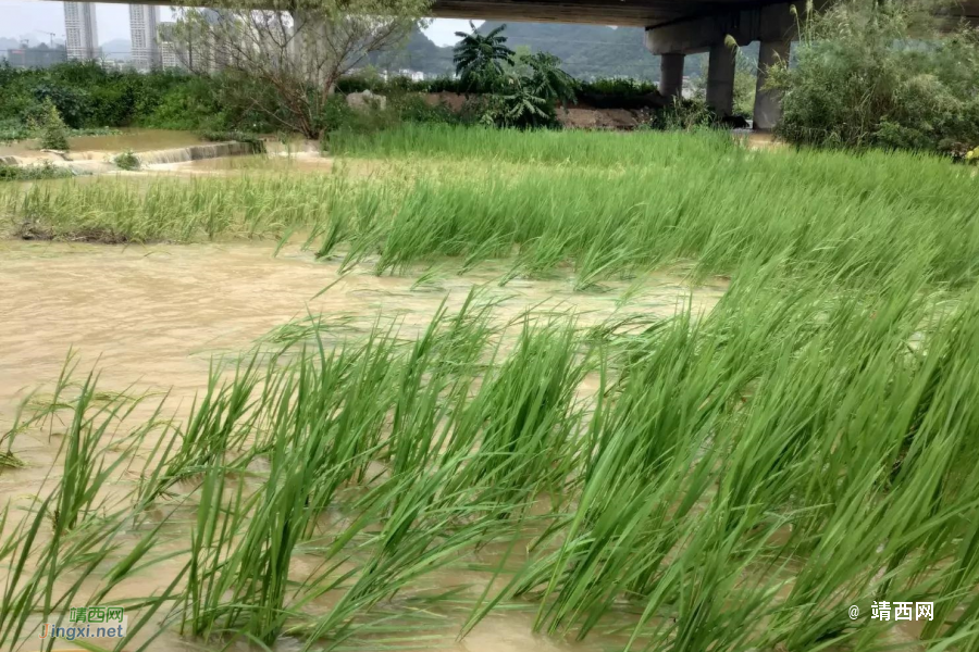 被大雨摧残过后的稻田 - 靖西市·靖西网