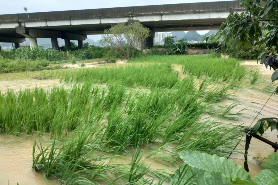 被大雨摧残过后的稻田 - 靖西市·靖西网