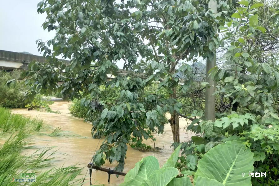 被大雨摧残过后的稻田 - 靖西市·靖西网