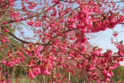 大量供应多种质优花靓珍稀园林景观树 - 靖西市·靖西网