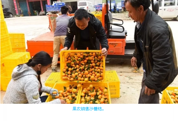 西林砂糖桔年产值16亿 热销北京沈阳乌鲁木齐等地 - 靖西市·靖西网
