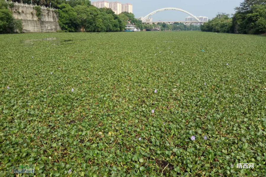 有图有真相:汛期到，三元桥往伴山江湾河边步道有涵洞要堵了，道路受淹可期 - 靖西市·靖西网