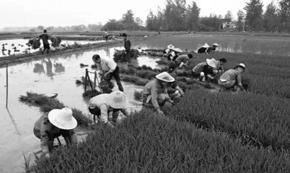 致我快乐的童年！ - 靖西市·靖西网