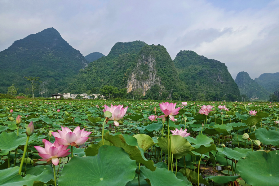 平果的鹅泉 - 靖西市·靖西网