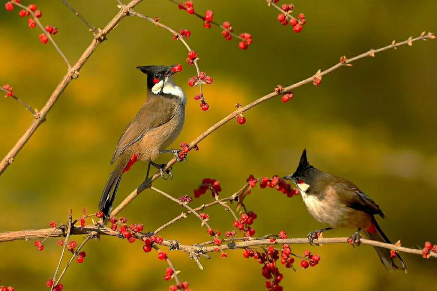 这个火红的果叫什么名字？ - 靖西市·靖西网