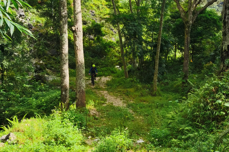 驰骋在丛林里在山路上的公路车 - 靖西市·靖西网