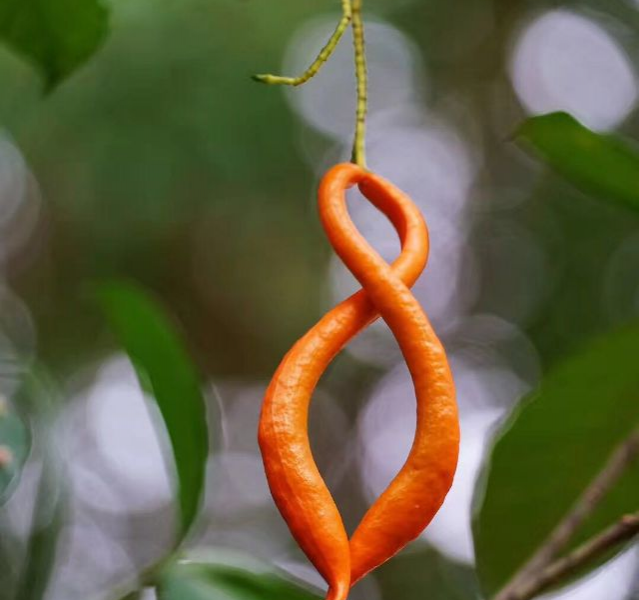 这个火红的果叫什么名字？ - 靖西市·靖西网