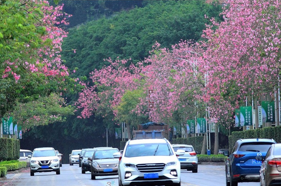 2020国庆百色起义纪念馆周边绿化和道路花树花了很多钱来进行美化。 - 靖西市·靖西网