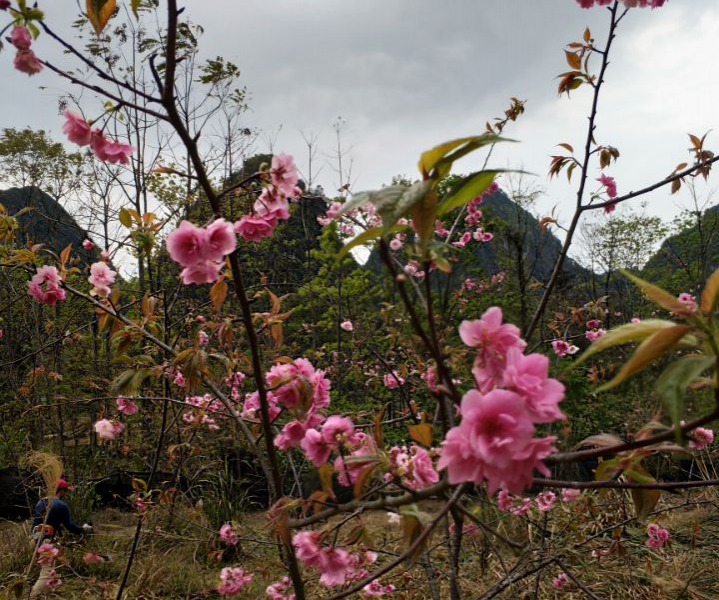 城市绿化花木 - 靖西市·靖西网