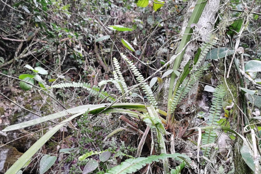 在靖西最好的旅行—挺进大山 - 靖西市·靖西网