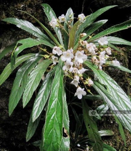 靖西特色小吃（蜜嘛、蜜带）的原料和拌料 - 靖西市·靖西网