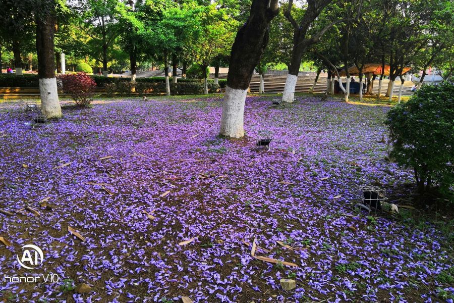 休闲广场的蓝楹树花开 - 靖西市·靖西网