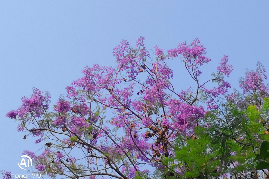 休闲广场的蓝楹树花开 - 靖西市·靖西网