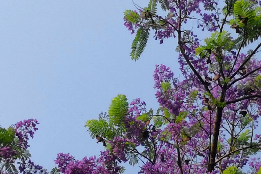 休闲广场的蓝楹树花开 - 靖西市·靖西网