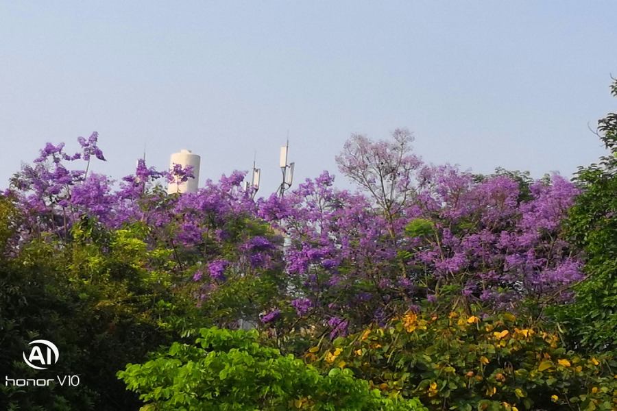 休闲广场的蓝楹树花开 - 靖西市·靖西网