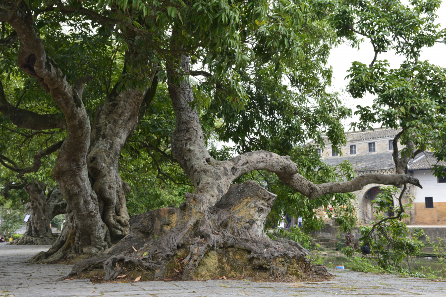 几百年树龄的荔枝树 - 靖西市·靖西网